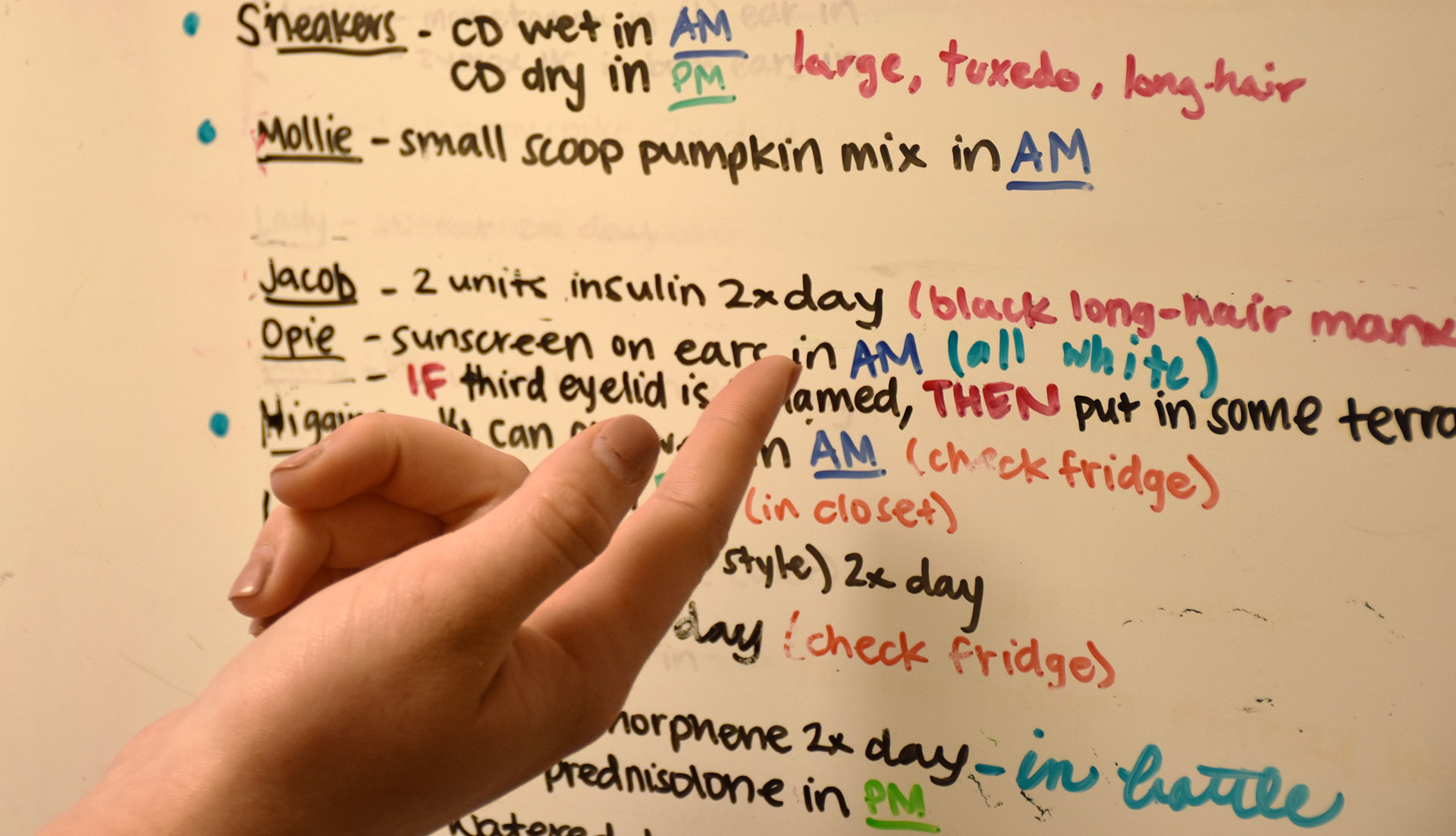 Medication used to only be administered by executive directors, Edie Griffin-Shaw and Ellen Notermann, but Fogg recently delegated that responsibility to a trained animal science student or an intern. The medication whiteboard is updated frequently and indicates which cats receive medication and at what time. Certain cats are always on the board: Jacob, for example, is diabetic and must get insulin injected two times a day.