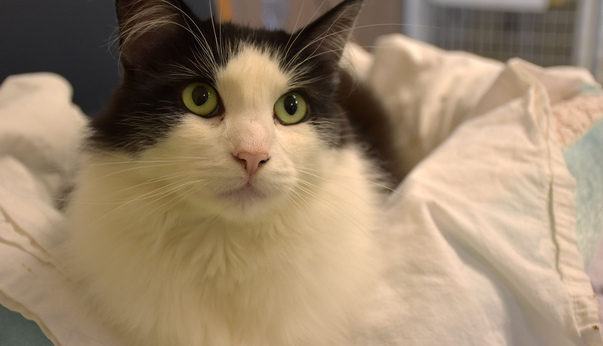 Kiwi's previous owner shot four beebee pellets into his spine, causing him to lose control of his bowel movements and have greater sensitivity in his legs. Bianco advises those who enter to 
